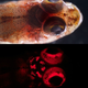 Illustration for article titled These new species of biofluorescent fish are beautifully strange
